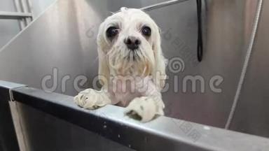 浴室里的湿狗专业美容师到美容院为动物冲洗淋浴后的喷射机